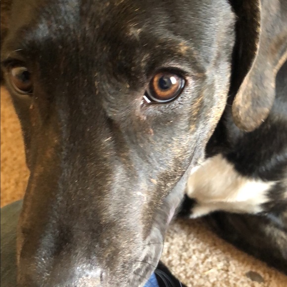 Meet your Posher, Sam - Picture 1 of 1